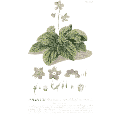 Low plant with round leaves - Plantae Selectae - 1750