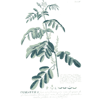 Indigofera with flower spike - Plantae Selectae - 1750