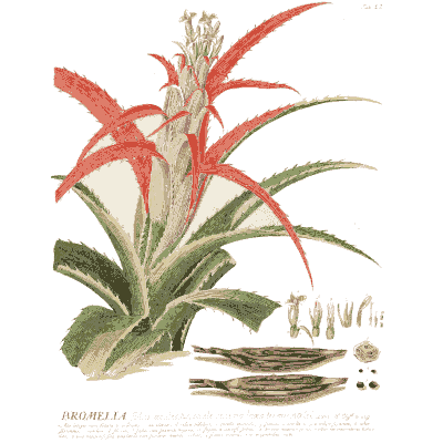 Red bromeliad with pods - Plantae Selectae - 1750
