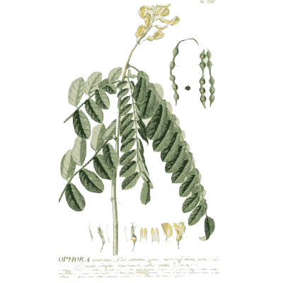 Branch with hanging pods - Plantae Selectae - 1750