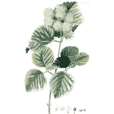 Branch with white flower clusters - Plantae Selectae - 1750