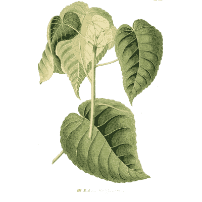 Stem with broad heart-shaped leaves - Plantae Selectae - 1750