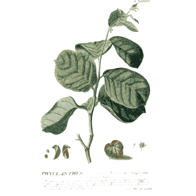 Phyllanthus branch with fruit - Plantae Selectae - 1750