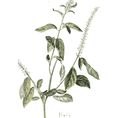 Leafy stem with white flower spike - Plantae Selectae - 1750