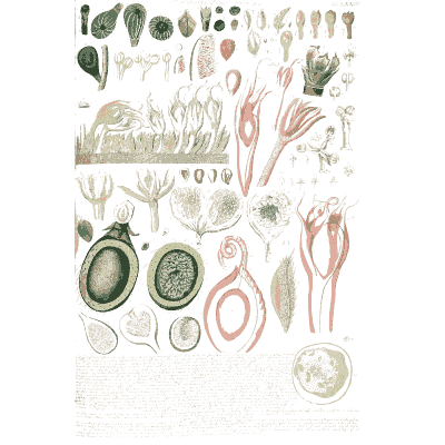 Sheet of flower dissections - Plantae Selectae - 1750