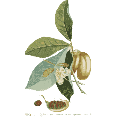 Branch with coiled seed pod - Plantae Selectae - 1750