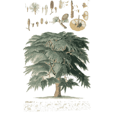 Weeping conifer with cones - Plantae Selectae - 1750