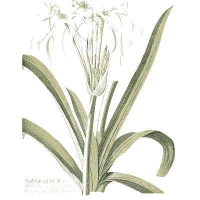 Pancratium with long strap leaves - Plantae Selectae - 1750