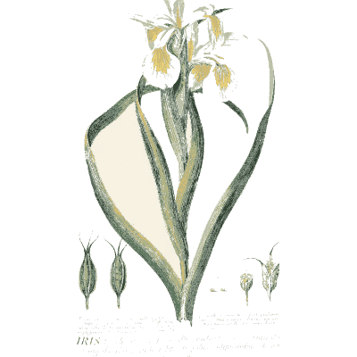 Pale iris flower - Plantae Selectae - 1750