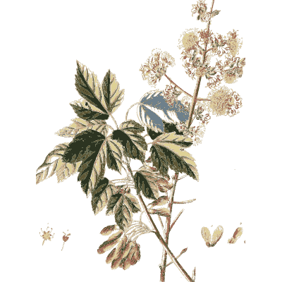 Maple branch in flower - Plantae Selectae - 1750