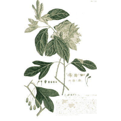 Branch with leaves and seed pods - Plantae Selectae - 1750