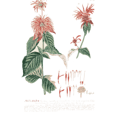 Bergamot flower heads - Plantae Selectae - 1750
