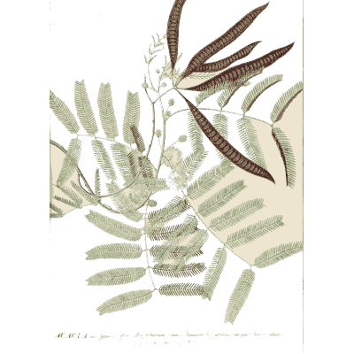 Acacia leaves with dark pods - Plantae Selectae - 1750