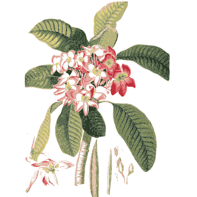 Frangipani flowers - Plantae Selectae - 1750