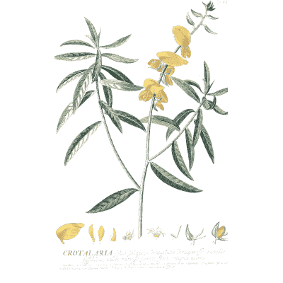 Crotalaria with yellow flowers - Plantae Selectae - 1750