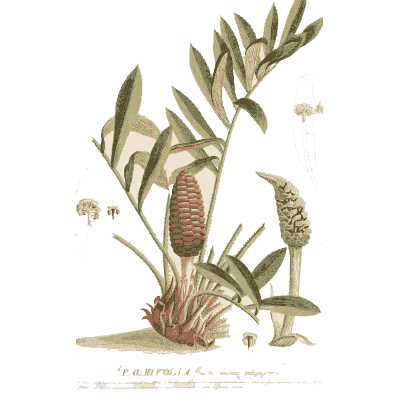 Reedy plant with cones at the base - Plantae Selectae - 1750