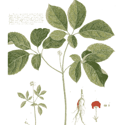 Aralia branch with root study - Plantae Selectae - 1750