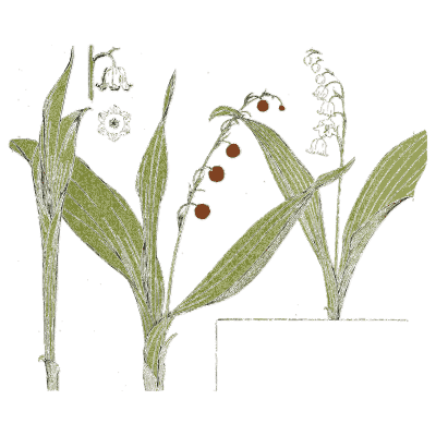 Lily of the valley study 02 - Étude de la Plante - 1903