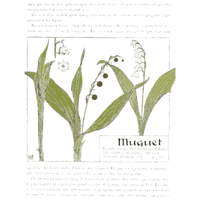 Lily of the valley - Étude de la Plante - 1903