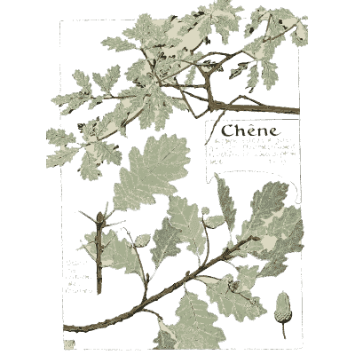 Oak branch with acorns - Étude de la Plante - 1903
