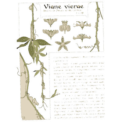 Virginia creeper - Étude de la Plante - 1903