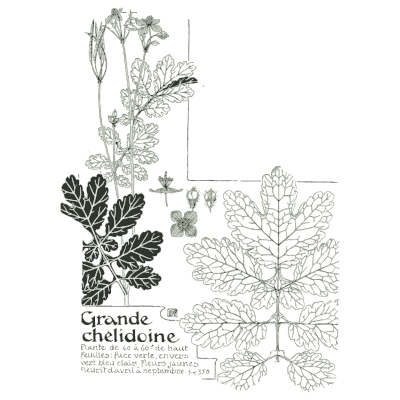 Greater celandine study - Étude de la Plante - 1903