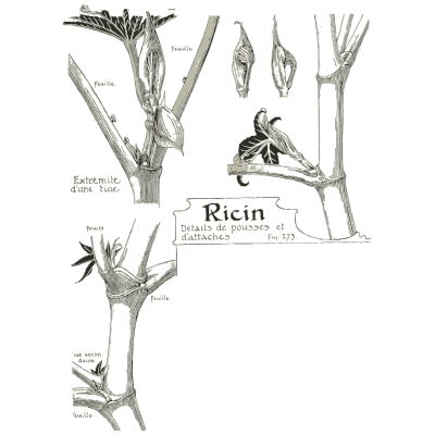 Castor oil plant study - Étude de la Plante - 1903