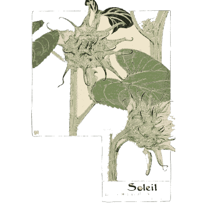 Sunflower bud details - Étude de la Plante - 1903