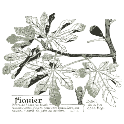 Fig tree study - Étude de la Plante - 1903