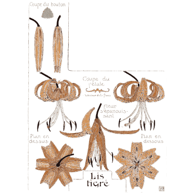Tiger lily study - Étude de la Plante - 1903