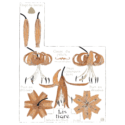 Tiger lily - Étude de la Plante - 1903