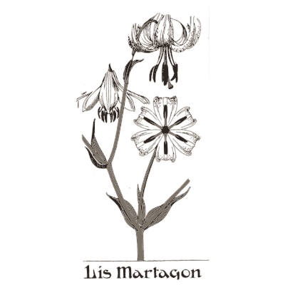 Martagon lily study - Étude de la Plante - 1903