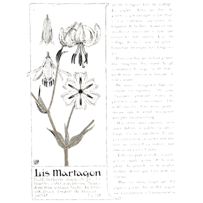 Martagon lily - Étude de la Plante - 1903