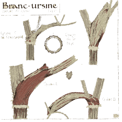 Leaf sheath studies - Étude de la Plante - 1903