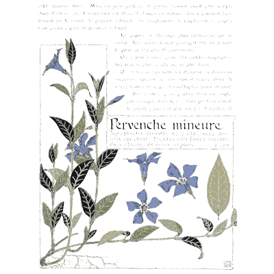 Lesser periwinkle - Étude de la Plante - 1903