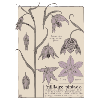 Snake's head fritillary study - Étude de la Plante - 1903