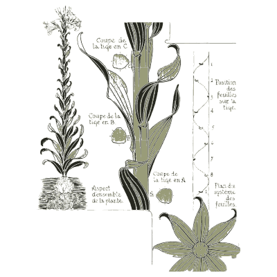 Plant stem sections study - Étude de la Plante - 1903