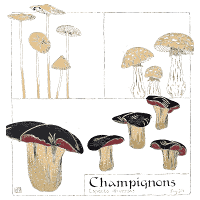 Mushrooms - Étude de la Plante - 1903