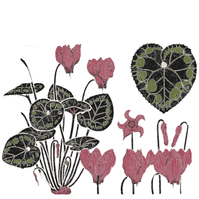 Cyclamen study - Étude de la Plante - 1903