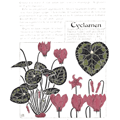 Cyclamen - Étude de la Plante - 1903