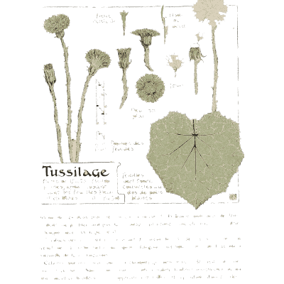 Coltsfoot - Étude de la Plante - 1903