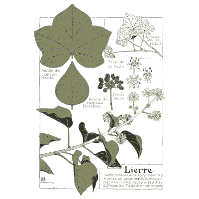 Ivy study - Étude de la Plante - 1903