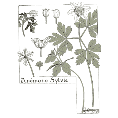 Wood anemone study - Étude de la Plante - 1903