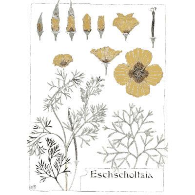 California poppy study - Étude de la Plante - 1903