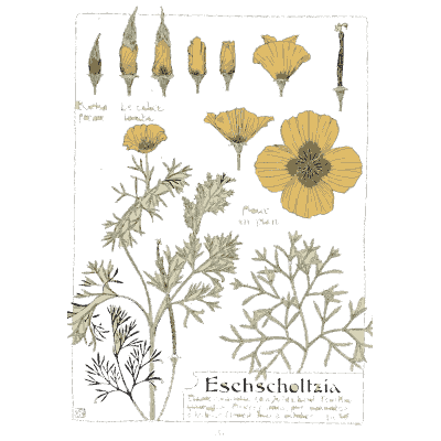 California poppy - Étude de la Plante - 1903