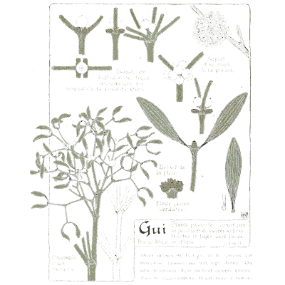 Mistletoe study - Étude de la Plante - 1903
