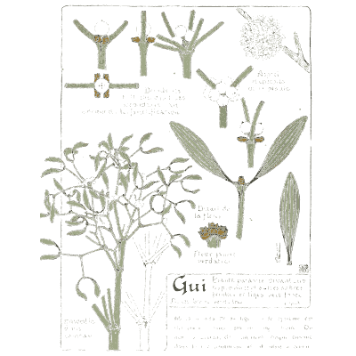 Mistletoe - Étude de la Plante - 1903