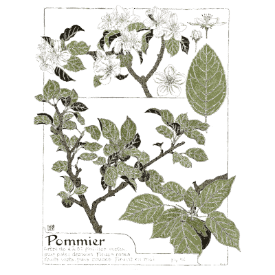Apple tree study - Étude de la Plante - 1903