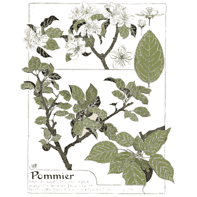Apple blossom branch - Étude de la Plante - 1903
