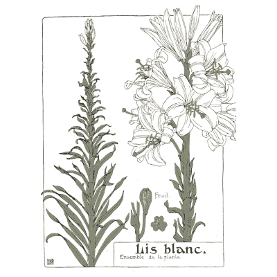 Madonna lily study - Étude de la Plante - 1903